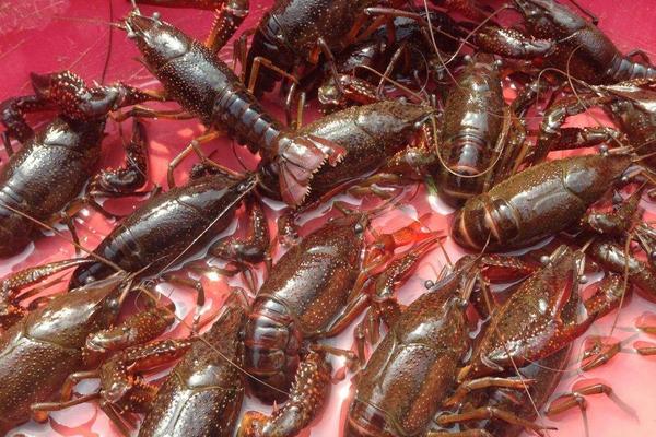 稻田養小龍蝦技術