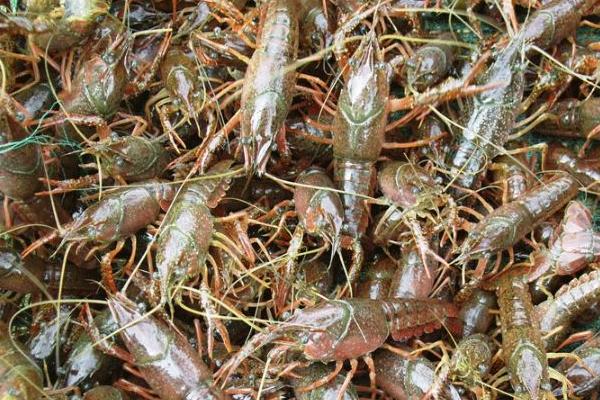 稻田養小龍蝦技術