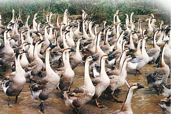 養(yǎng)鵝場怎么合理建設(shè)？選址有哪些注意事項？