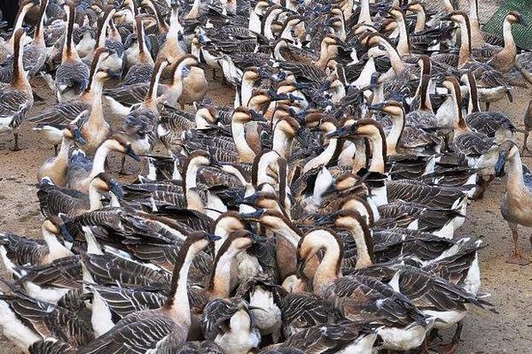 養(yǎng)鵝場怎么合理建設(shè)？選址有哪些注意事項？