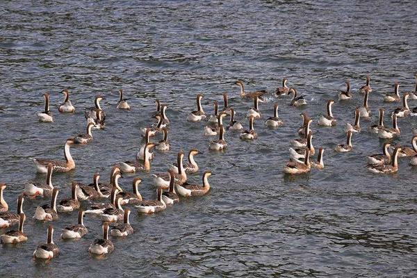 養(yǎng)鵝場怎么合理建設(shè)？選址有哪些注意事項？