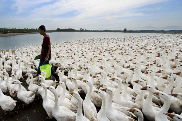 養(yǎng)鵝場怎么合理建設(shè)？選址有哪些注意事項？