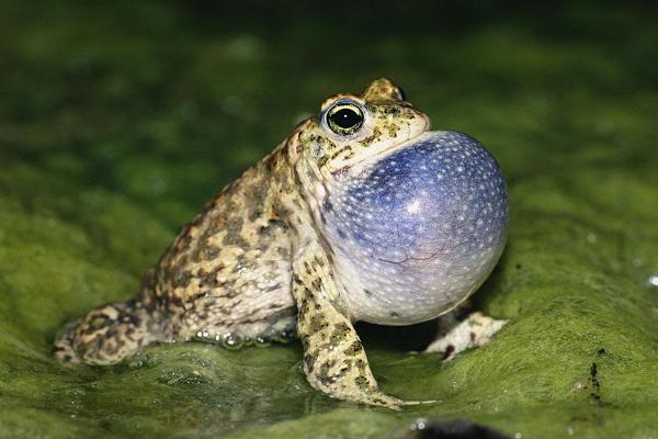 蟾蜍的藥用價值是什么?