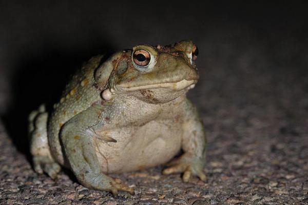 蟾蜍的藥用價值是什么?