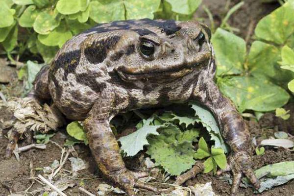 蟾蜍的藥用價值是什么?