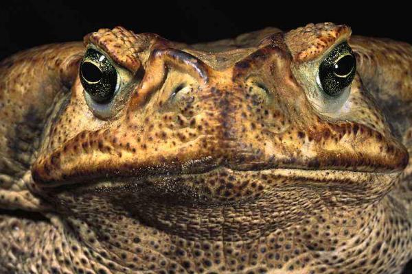 蟾蜍的藥用價值是什么?