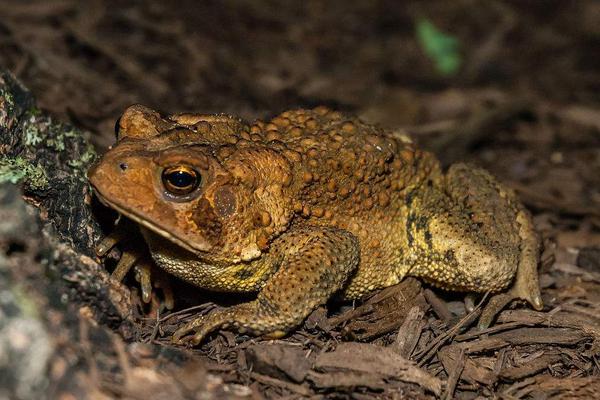 蟾蜍的藥用價值是什么?