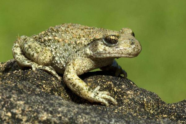 蟾蜍的藥用價值是什么?