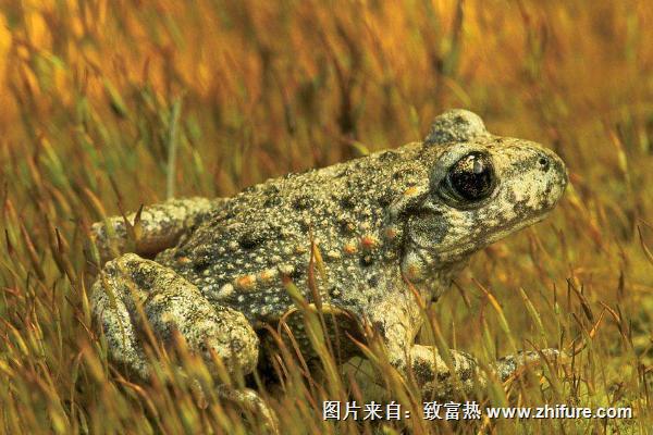 蟾蜍的功效與作用及禁忌