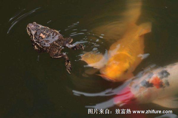 夢見蟾蜍是什么意思？