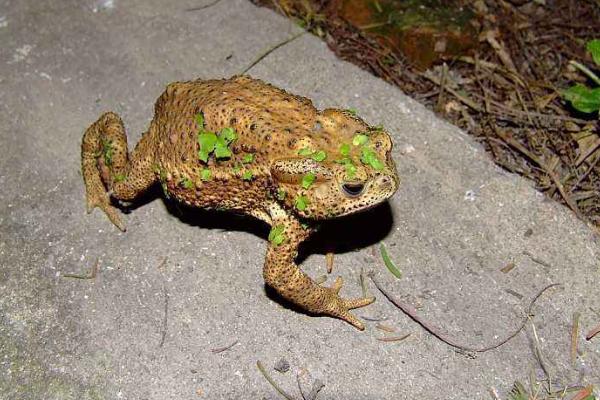 夢見蟾蜍是什么意思?