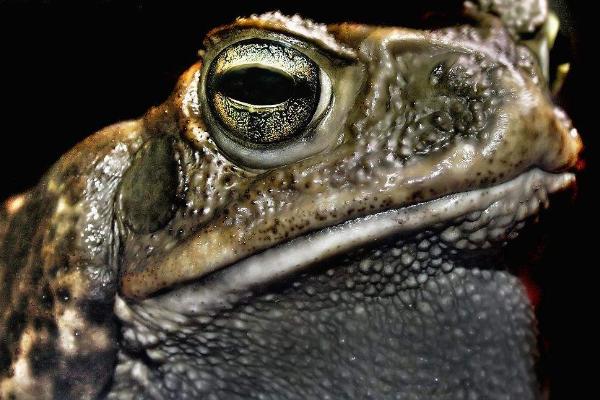 夢見蟾蜍是什么意思?