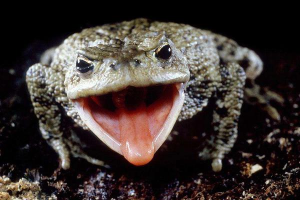 夢見蟾蜍是什么意思?