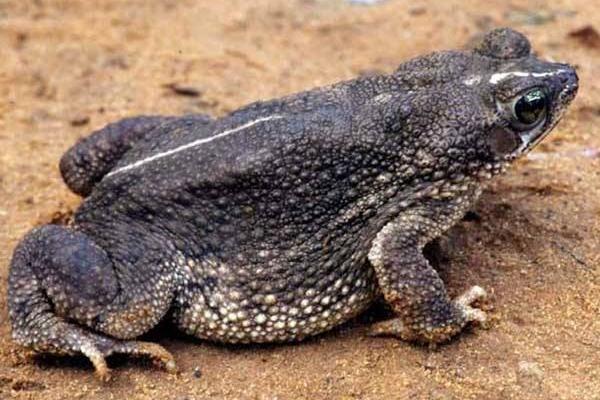 夢見蟾蜍是什么意思?