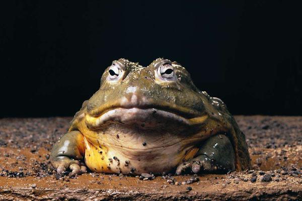 夢見蟾蜍是什么意思?