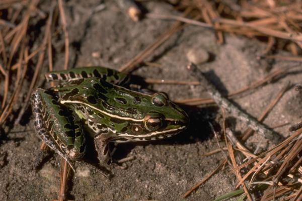 蟾蜍的寓意是什么?