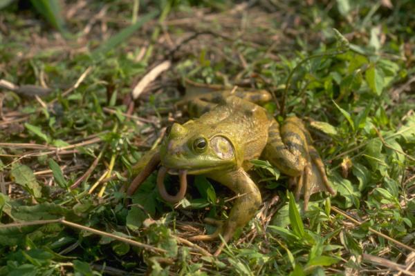 蟾蜍的寓意是什么?