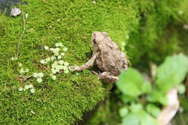 蟾蜍的寓意是什么?