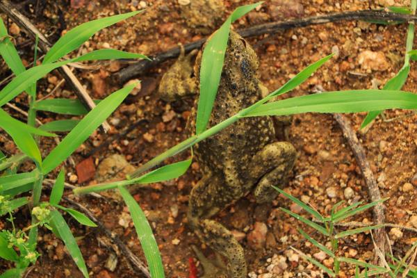 蟾蜍的寓意是什么?