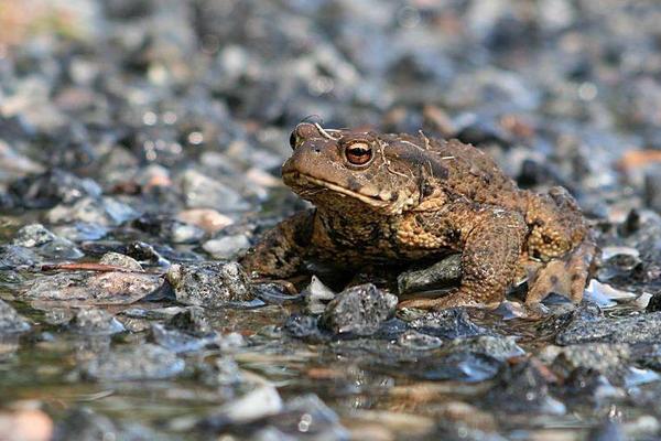 蟾蜍的寓意是什么?