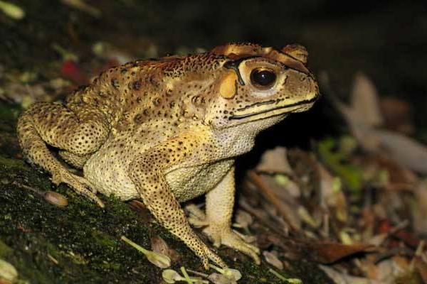 蟾蜍的寓意是什么?