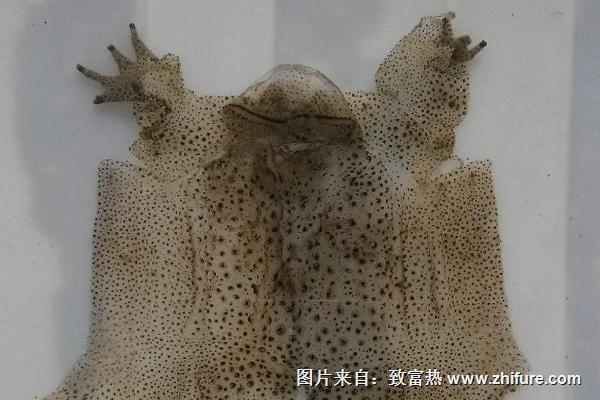 蟾蜍皮的功效與作用及禁忌