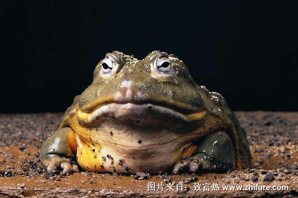 蟾蜍是不是癩蛤蟆？