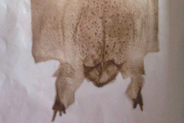 蟾蜍皮的功效與作用及禁忌