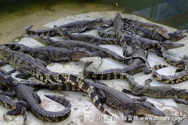 養鱷魚需要什么手續和證件