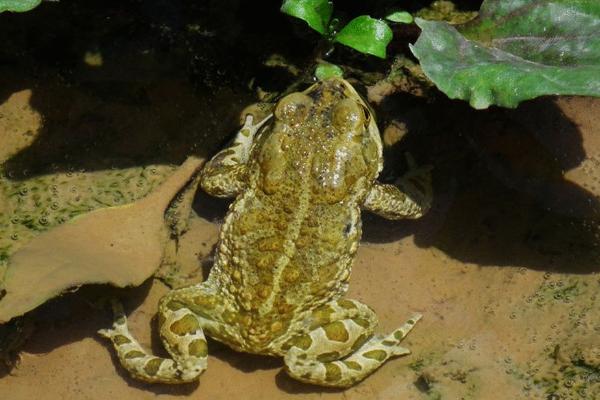 蟾蜍皮的功效與作用及禁忌