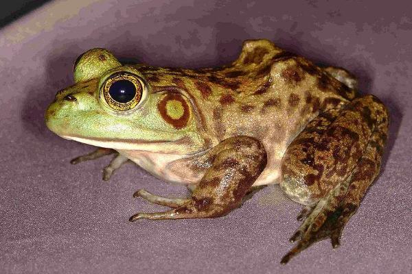 蟾蜍皮的功效與作用及禁忌