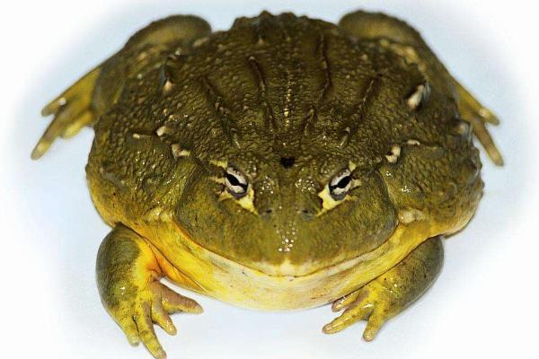 蟾蜍皮的功效與作用及禁忌