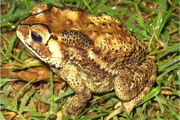 蟾蜍皮的功效與作用及禁忌