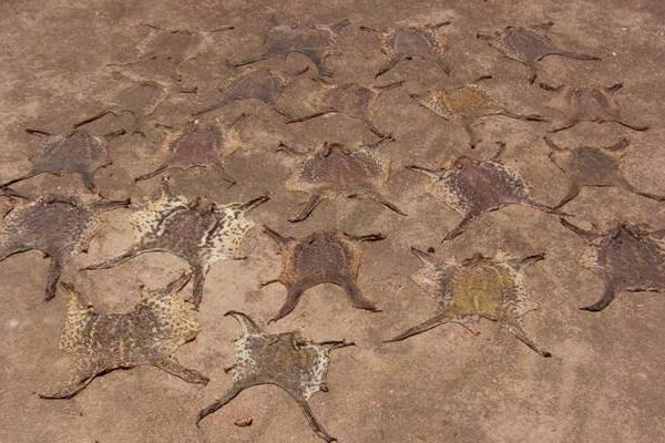 蟾蜍皮的功效與作用及禁忌