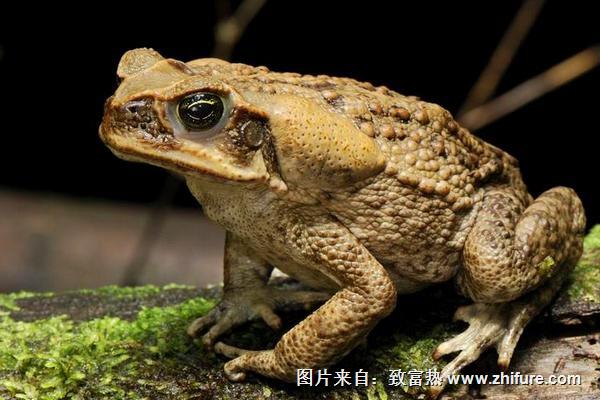 蟾蜍和青蛙的區別是什么？