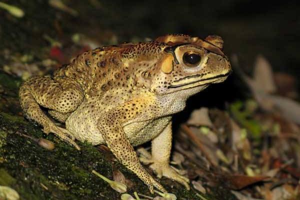 蟾蜍和青蛙的區別是什么？