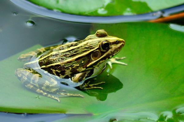 蟾蜍和青蛙的區別是什么？