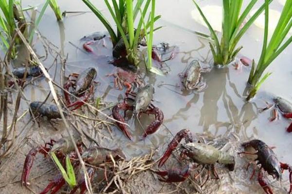 養小龍蝦的池塘怎么建