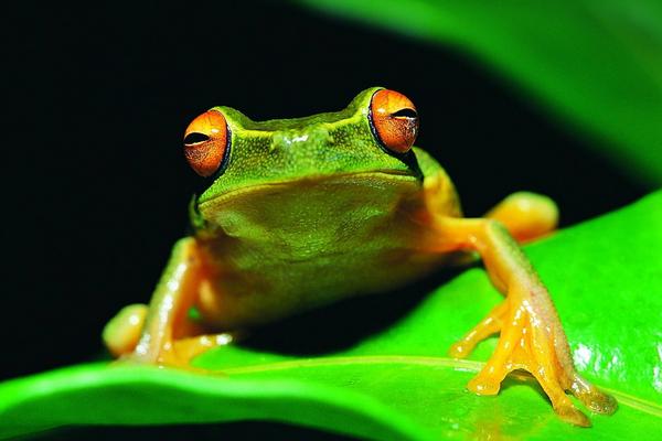 蟾蜍和青蛙的區別是什么？