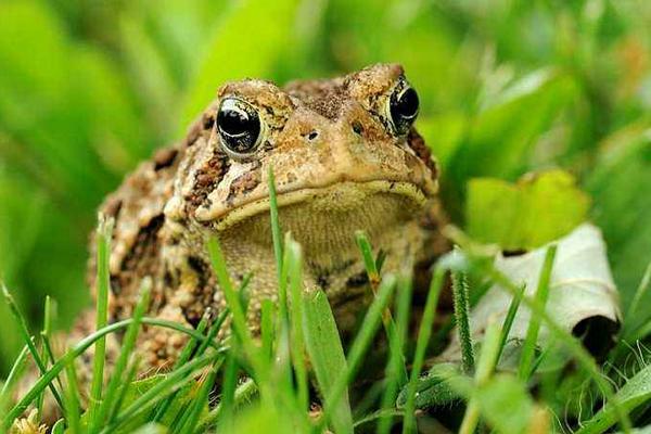 蟾蜍和青蛙的區別是什么？