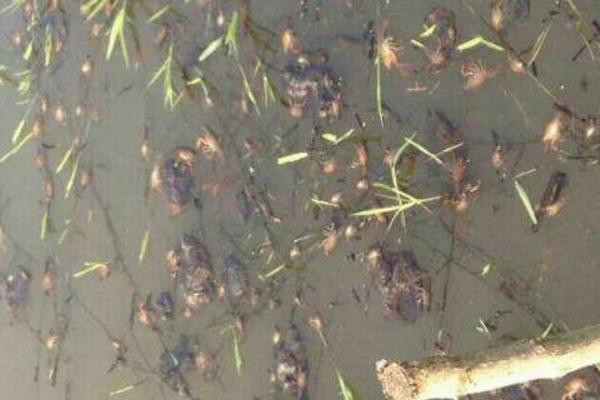 養小龍蝦的池塘怎么建