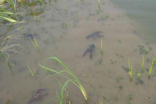 養小龍蝦的池塘怎么建