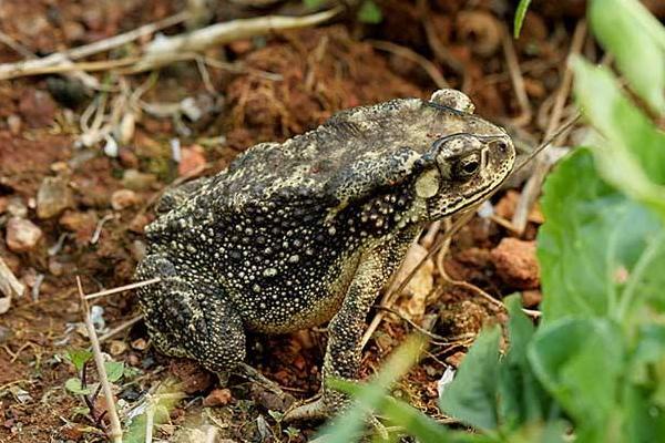 蟾蜍和青蛙的區別是什么？