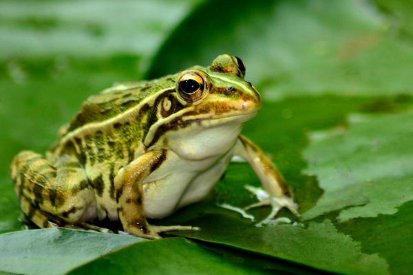 蟾蜍和青蛙的區別是什么？