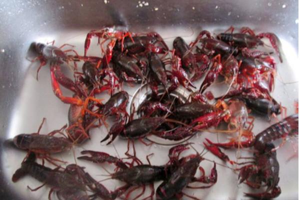 養小龍蝦的池塘怎么建