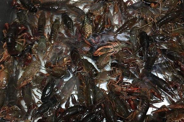 養小龍蝦的池塘怎么建