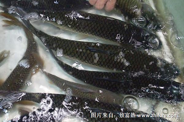 草魚怎么釣？釣草魚的技巧大全