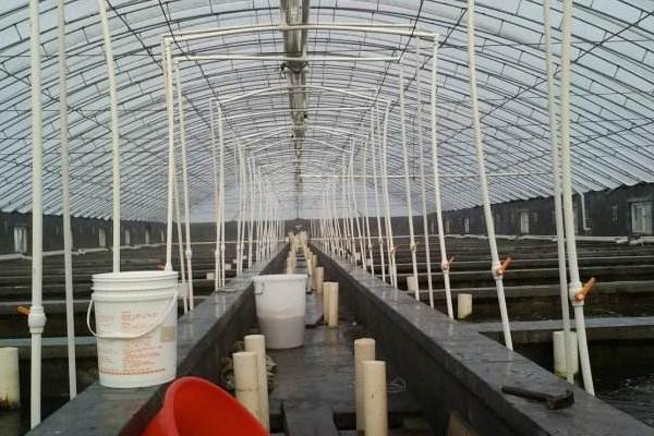 利用大棚養蝦的新模式