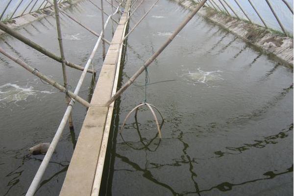 利用大棚養蝦的新模式