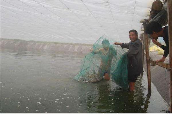 利用大棚養蝦的新模式